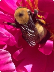 Bombus nevadensis