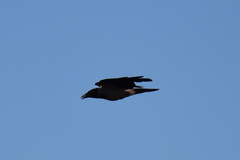 Corvus cornix