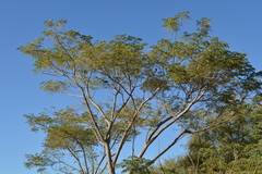 Enterolobium contortisiliquum