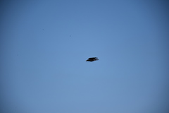 Corvus cornix
