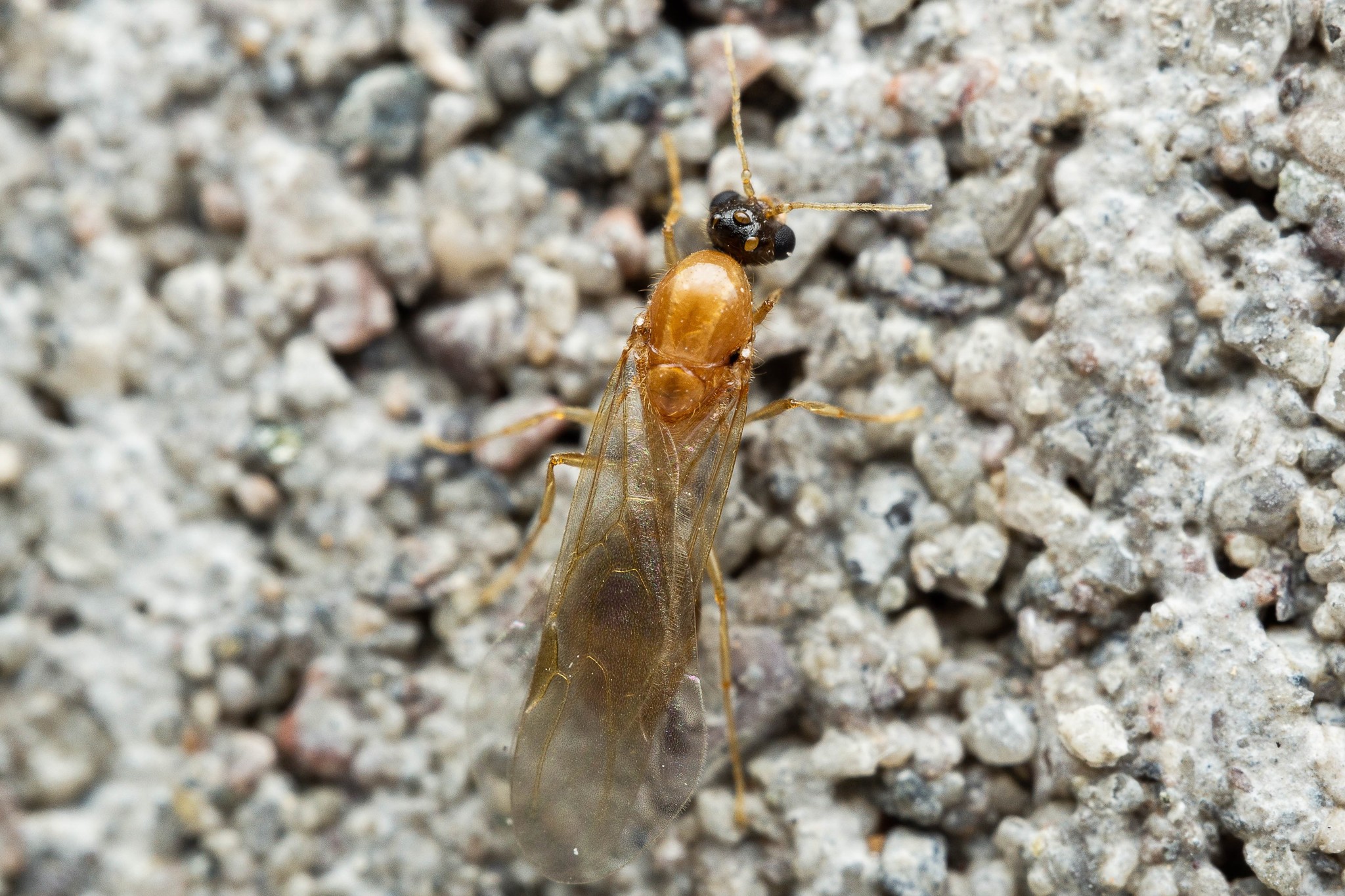 Solenopsis krockowi