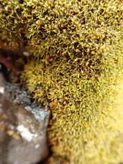 Amphidium lapponicum