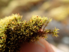 Amphidium lapponicum