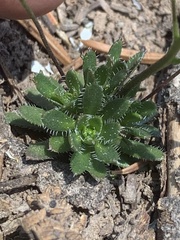 Draba subalpina