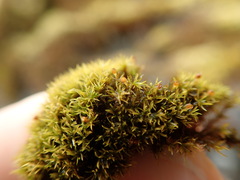 Amphidium lapponicum