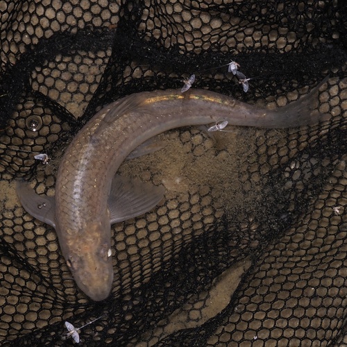 Northern Whitefin Gudgeon