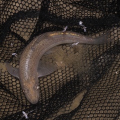 Northern Whitefin Gudgeon photo 4