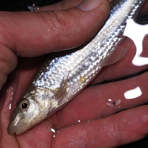 Northern Whitefin Gudgeon