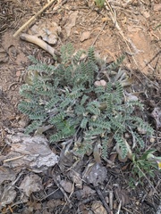 Astragalus argophyllus