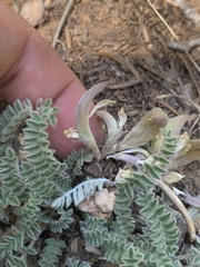 Astragalus argophyllus
