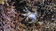 Pachygrapsus plicatus