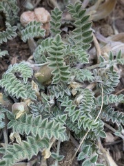 Astragalus argophyllus