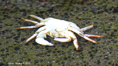 Pachygrapsus plicatus