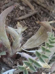Astragalus argophyllus