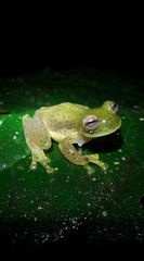 Centrolene quindianum