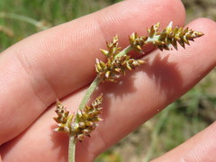Froelichia arizonica
