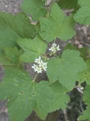 Physocarpus monogynus