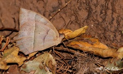 Taygetis nympha
