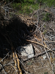 Plestiodon skiltonianus