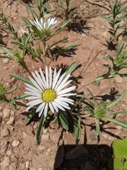 Townsendia grandiflora