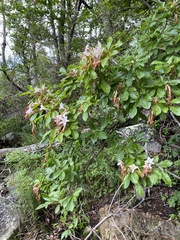 Rhododendron arborescens