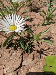 Townsendia grandiflora