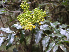 Berberis moranensis