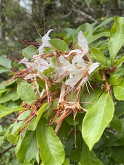Rhododendron arborescens