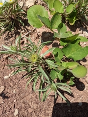 Townsendia grandiflora