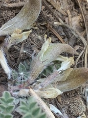 Astragalus argophyllus