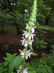 Stachys nuttallii