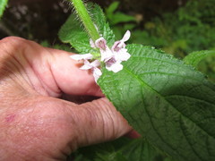 Stachys nuttallii