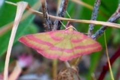 Rhodostrophia calabra