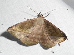 Oxydia vesulia