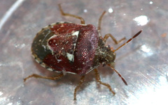 Stagonomus bipunctatus pusillus