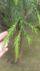 Cryptomeria
