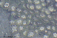 Zoanthus sansibaricus