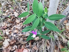 Lathyrus whitei