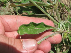 Froelichia arizonica