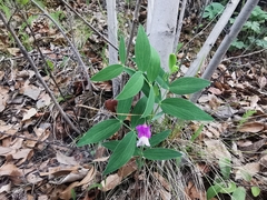 Lathyrus whitei