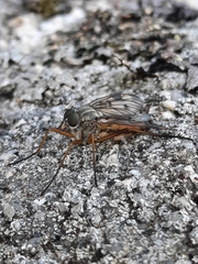 Rhagio scolopaceus