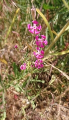 Silene scabriflora