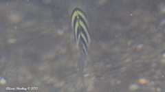 Abudefduf abdominalis