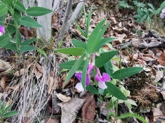 Lathyrus whitei
