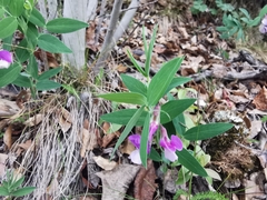 Lathyrus whitei