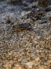 Rhagio scolopaceus