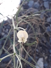 Astragalus convallarius