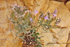 Limonium cancellatum