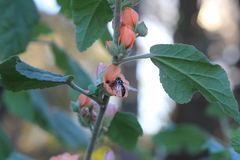 Pseudoscaeva meridionalis