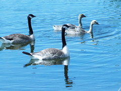 Branta canadensis